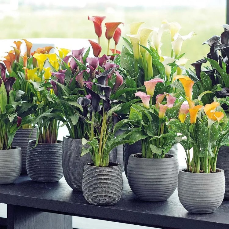 перевезти комнатные цветы и растения